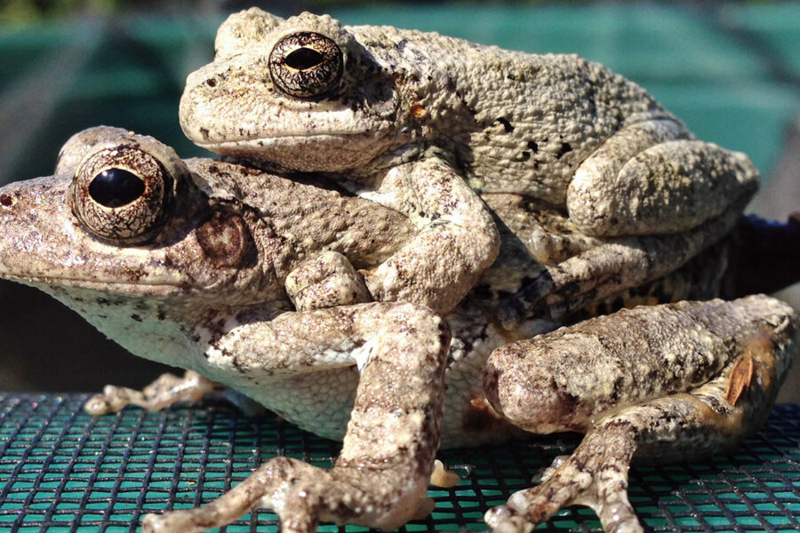 Too many choices complicate female frogs’ sex lives
