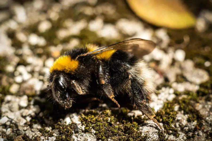 Why are so many dead bumblebees appearing on sidewalks?