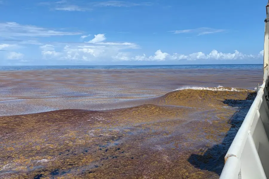 AI reveals a massive algae boom across the world’s oceans