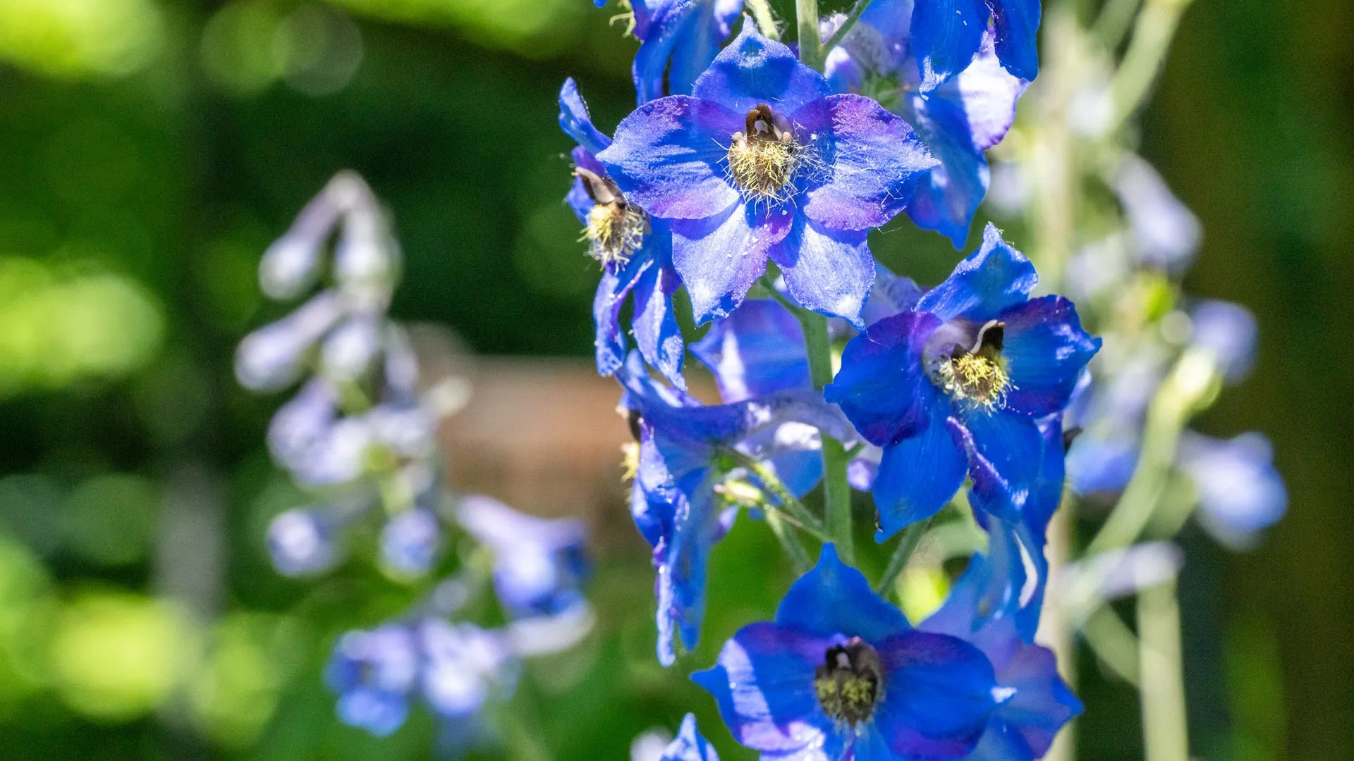 larkspur-specimen-1 Deadly Flowers Could Inspire New Medicines