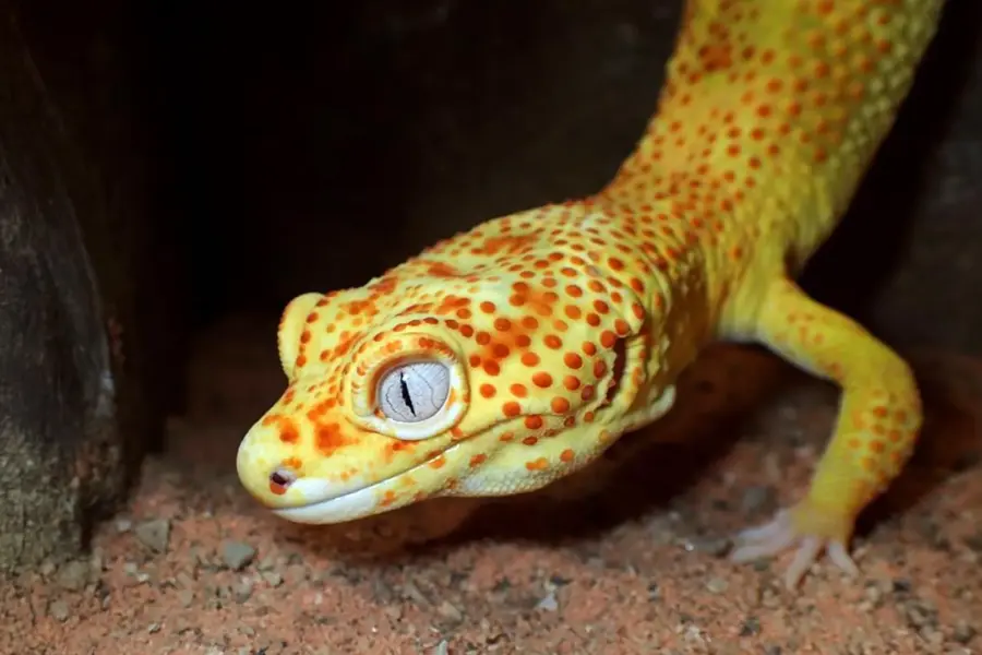 This pet gecko could help scientists unlock the secrets of cancer