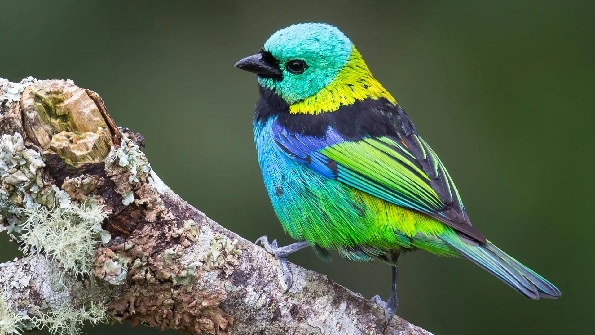 male-green-headed-tanager-1 AI Reveals Explosive Bursts in Bird Evolution