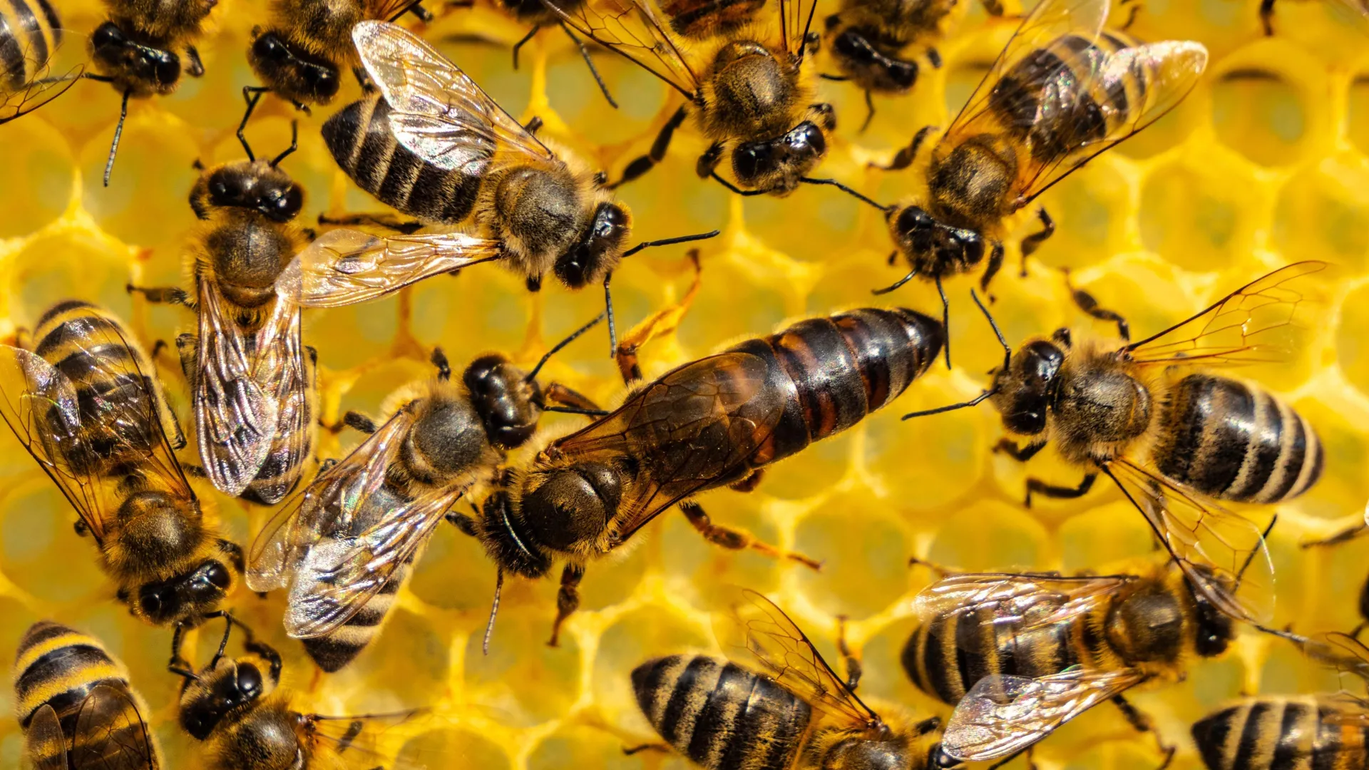Queen Bees Pass Pesticides to Their Eggs