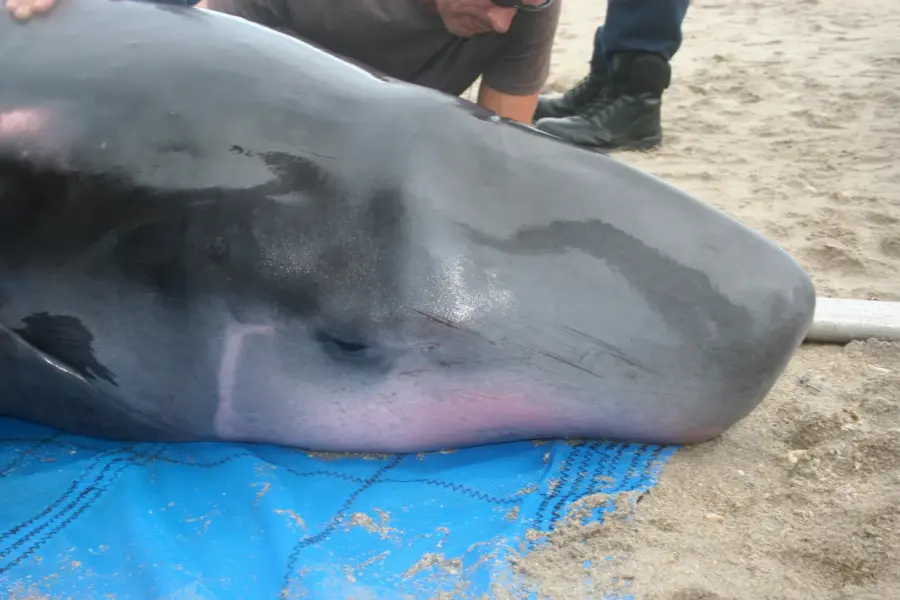 Scientists found mystery bacteria inside one of the ocean’s most elusive whales